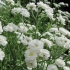 Gypsophila paniculata - raste iz sjemena